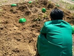 Komitmen Dengan Kesehatan, KKN 11 Buatkan Taman Herbal Untuk Masyarakat Gampong Teupin Banja.