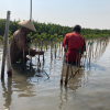 Cegah Abrasi dan Pemanasan Global, LindungiHutan dan 5 Brand Lokal Tanam 588 Mangrove di Mangunharjo, Semarang