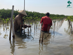 Cegah Abrasi dan Pemanasan Global, LindungiHutan dan 5 Brand Lokal Tanam 588 Mangrove di Mangunharjo, Semarang