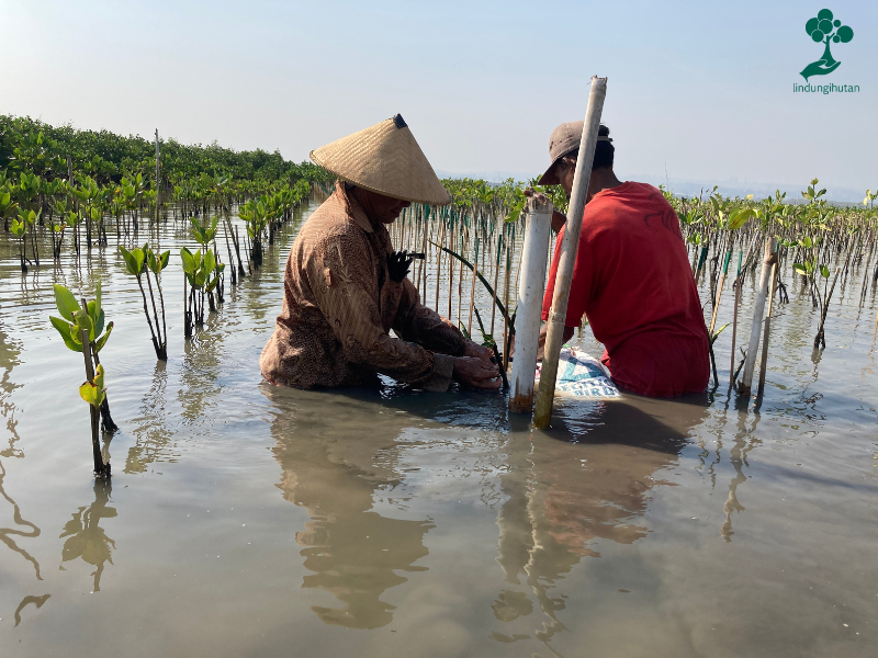 Penanaman 588 mangrove di Pantai Mangunharjo, Kota Semarang, Jawa Tengah oleh Pak Sururi dan masyarakat setempat sebagai mitra penghijauan LindungiHutan.