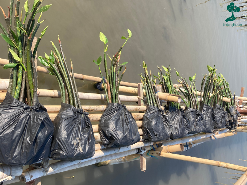 Ratusan bibit mangrove yang siap ditanam oleh petani mitra LindungiHutan.