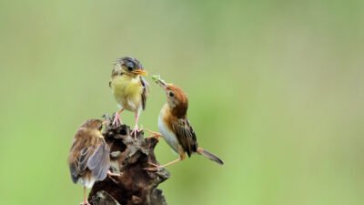 Ibrahim bin Adham, Syaqiq Al-Balkhi, dan Sayap Burung Patah