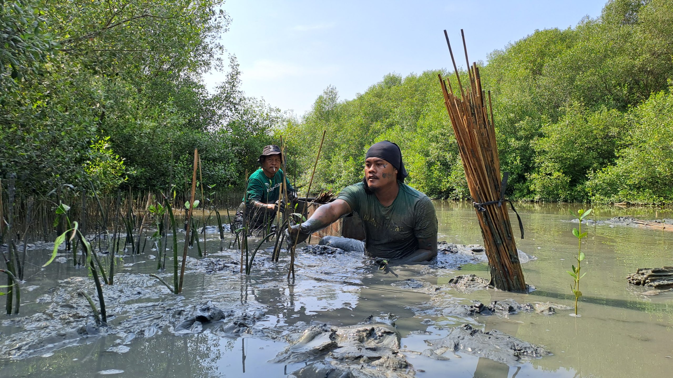 Penanaman mangrove di Pesisir Trimulyo Kota Semarang. (Dokumentasi: LindungiHutan).