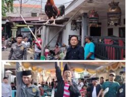 Pagelaran Lomba Ayam Kekok Aliansi Madura Indonesia, Dihadiri 4 Kabupaten Madura Raya