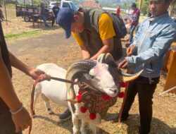 Pasar Domba Unggulan Garut Tingkatkan Daya Saing Ternak