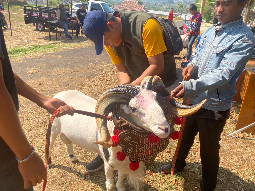 Pasar Domba Unggulan Garut Tingkatkan Daya Saing Ternak