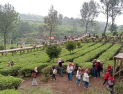 Hari Weekend Jembatan Tea Bridge Gunung Mas Diserbu Ratusan Wisatawan