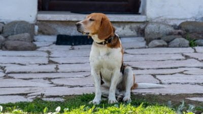 Tanya Jawab Fiqih; Hukum Memelihara Anjing bagi Seorang Muslim