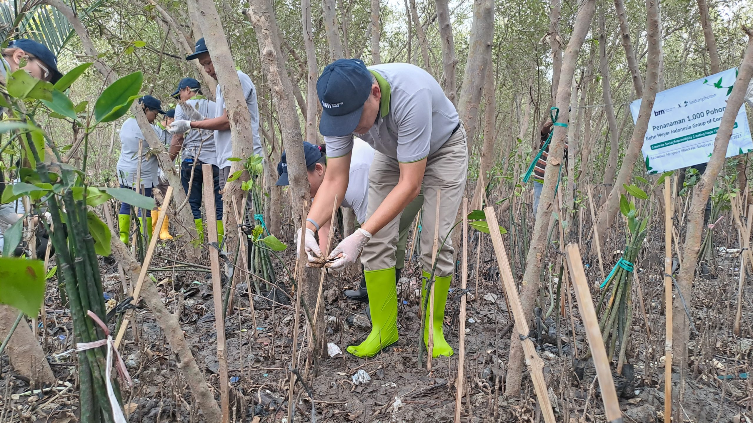 Proses penanaman mangrove di Surabaya. (Dokumentasi: LindungiHutan).