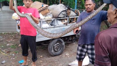 Waspada !! Masuki Musim Hujan, Ular Sanca Muncul di Pemukiman Warga