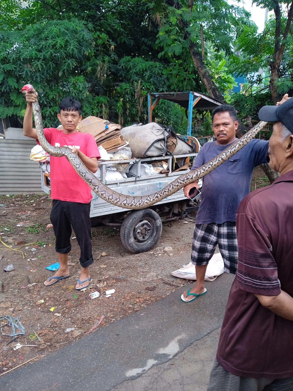 Waspada !! Masuki Musim Hujan, Ular Sanca Muncul di Pemukiman Warga