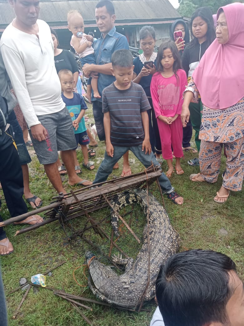 Heboh! Warga Desa Air Itam Tangkap Buaya di Muara Sungai