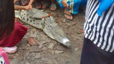 Heboh! Warga Desa Air Itam Tangkap Buaya di Muara Sungai