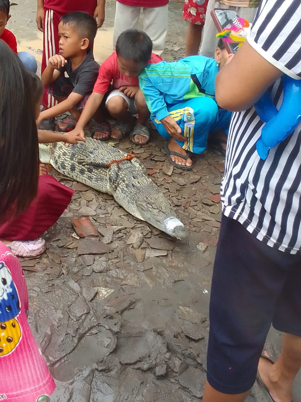 Heboh! Warga Desa Air Itam Tangkap Buaya di Muara Sungai