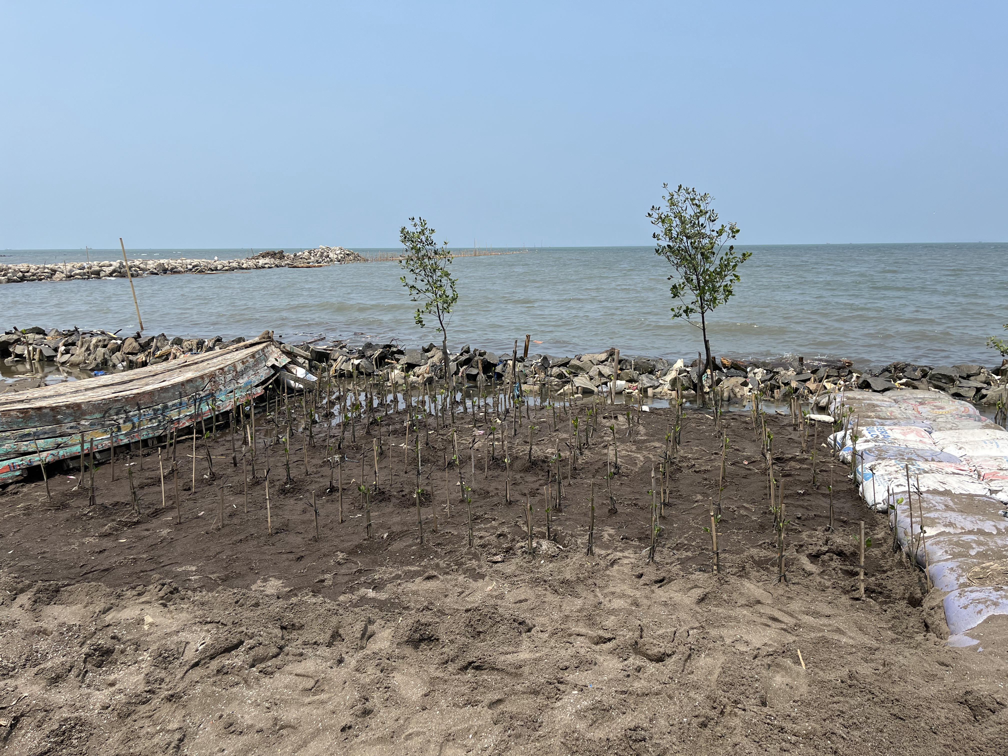 Lokasi penanaman mangrove XR Indonesia di Tangerang (Dokumentasi: LindungiHutan).