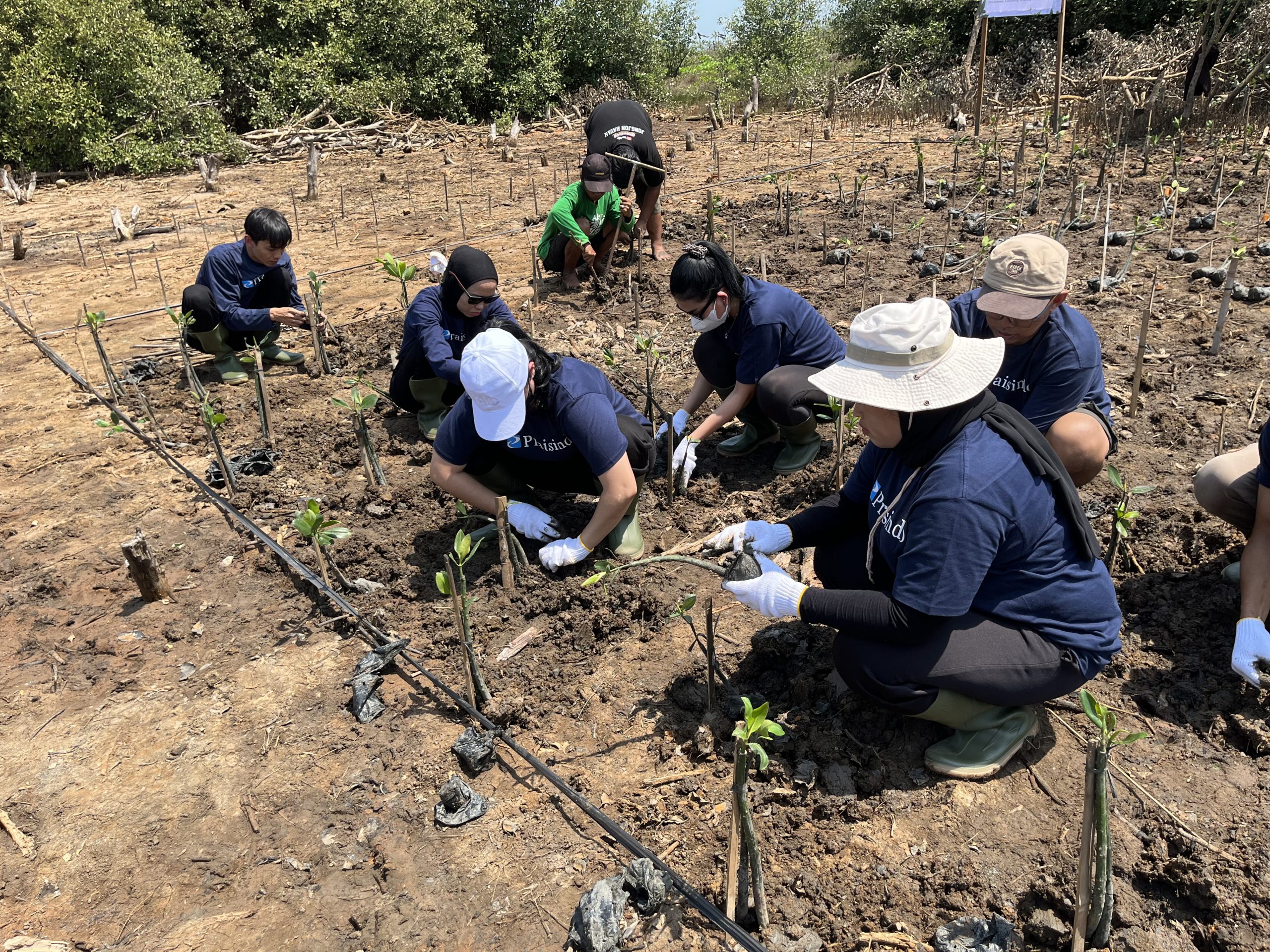 Penanaman mangrove PT Praisindo Teknologi di Desa Sukawali. (Dokumentasi: LindungiHutan).