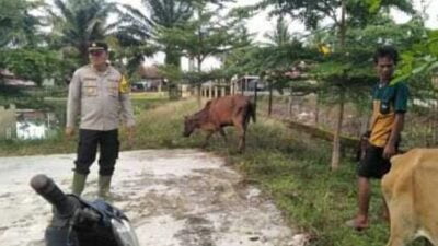 Ini Yang Dilakukan Kapolsek Tanah Abang, Terhadap Para Peternak Sapi Dalam Situasi Luapan Air Lematang