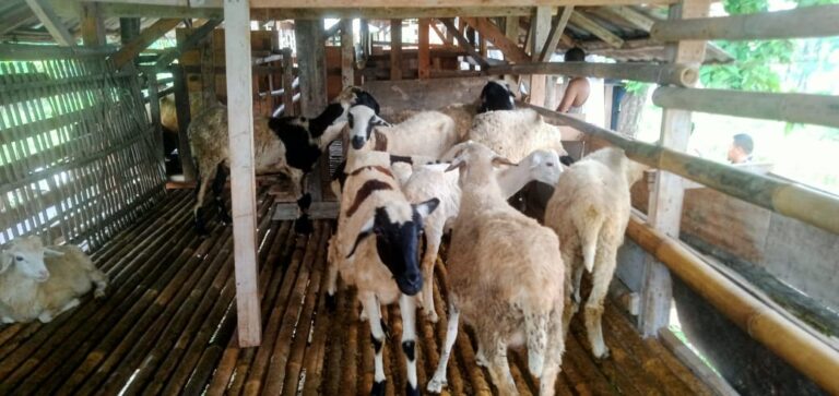 Program Ketahanan Pangan Desa Simpangan Berupa Ternak Sapi dan Kambing