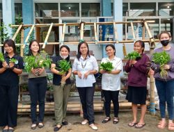 Membangun Mini Greenhouse dan Budidaya Tanaman Pangan dengan Kreativitas Mahasiswa Agribisnis Universitas Katolik Widya Karya