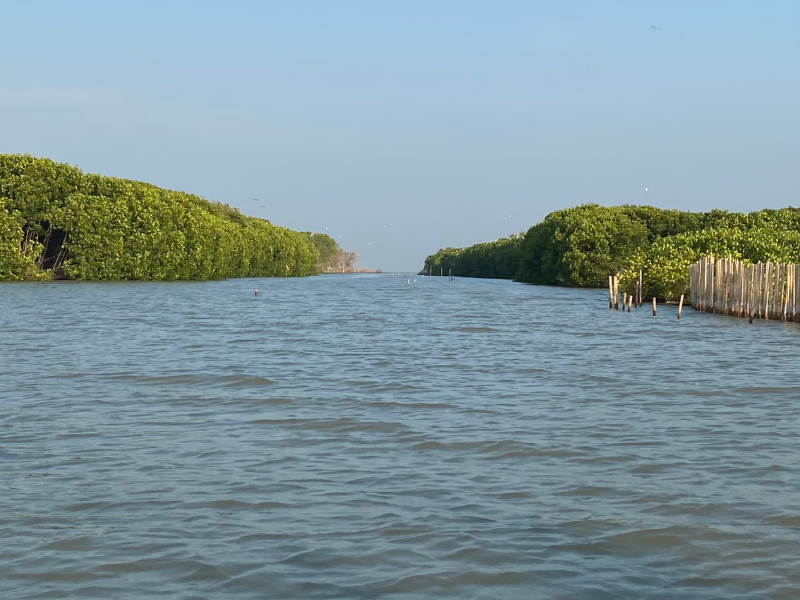 Lokasi pesisir Desa Bedono, Demak (Dokumentasi: LindungiHutan).