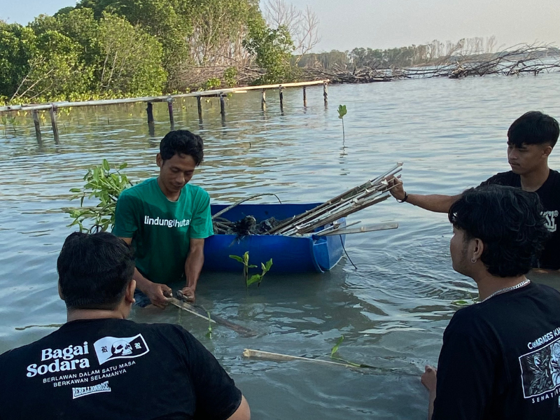 Rayakan Peluncuran Album Terbaru, Rebellion Rose Tanam 1.010 Mangrove di Kabupaten Demak