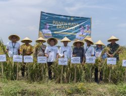 Panen Raya Petani Binaan Eratani di Karawang Sumbang Kontribusi dalam Ketersediaan Pangan Nasional