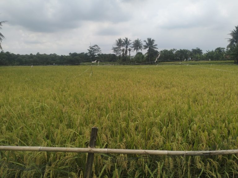 Tiga Kecamatan di Kabupaten Bekasi Masuki Musim Panen