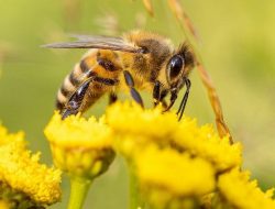 Belajar Ilmu Kehidupan dari Lebah