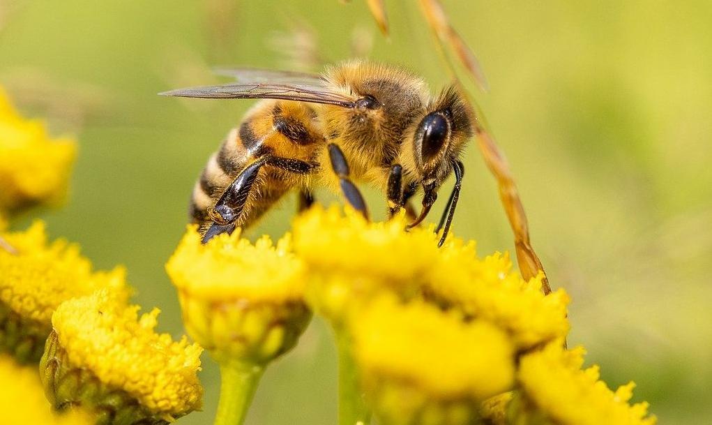 Belajar Ilmu Kehidupan dari Lebah