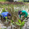 Mengapa Menanam Pohon itu Penting? Ini Alasannya