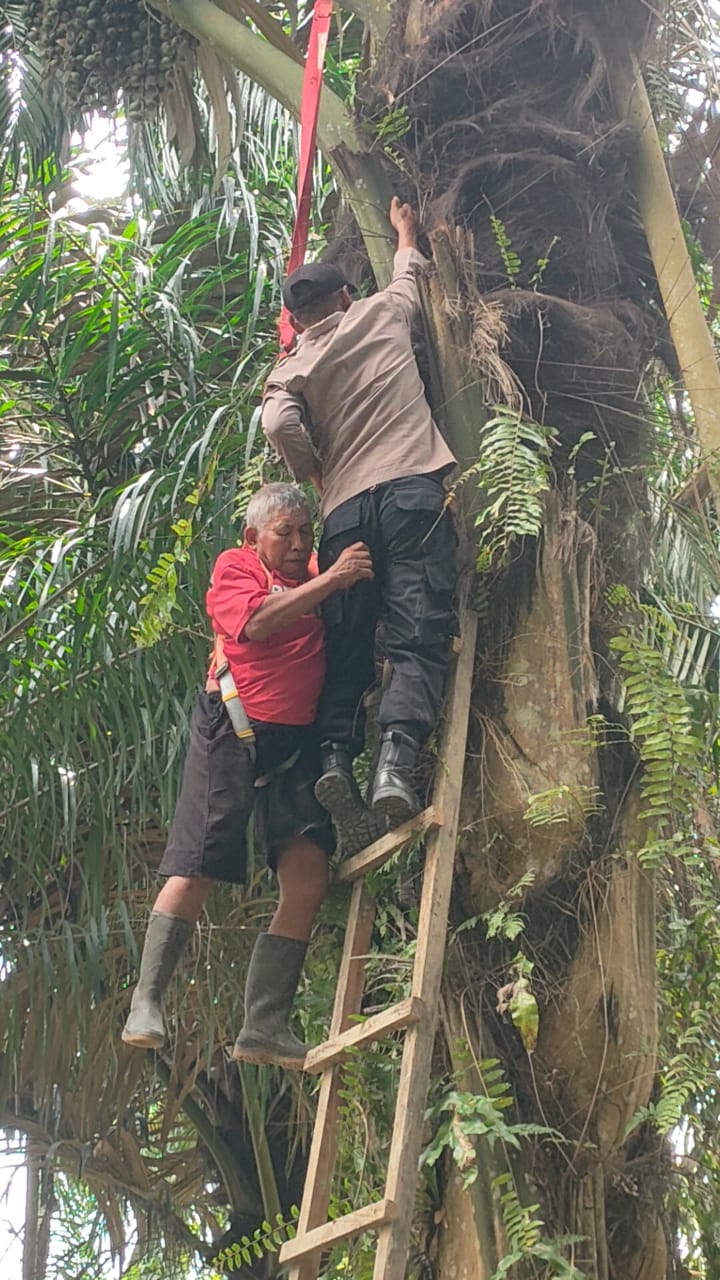 Anggota Polsek Indra Makmu Evakuasi Seorang Kakek Yang Terjebak Di Pohon Aren