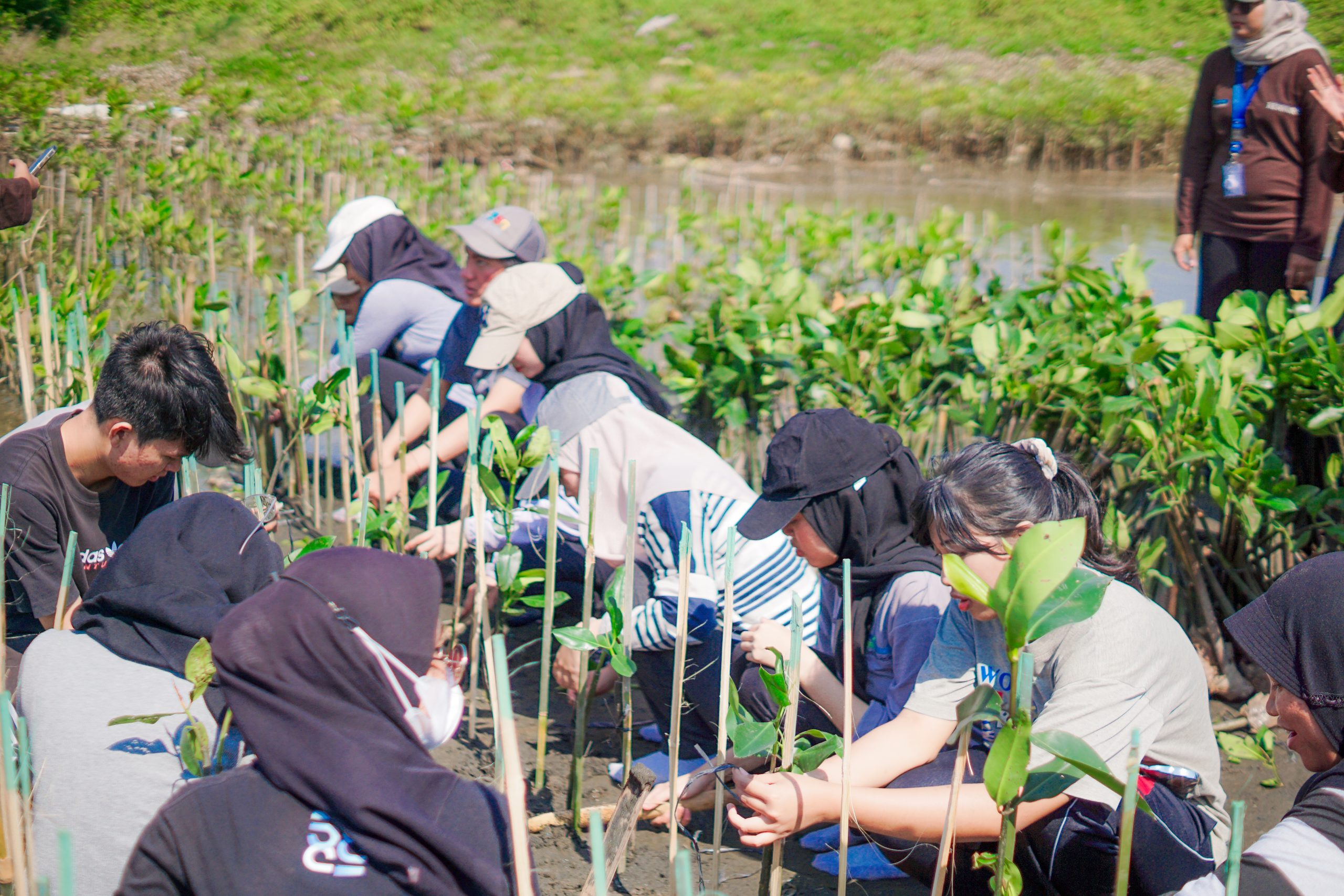 Teknik Kimia UNNES Gelar Mangrove Replant Ke-11 Untuk Mencegah Abrasi