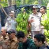 Bupati Bondowoso Panen Perdana Pisang Cavendis