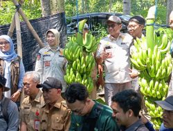 Bupati Bondowoso Panen Perdana Pisang Cavendis