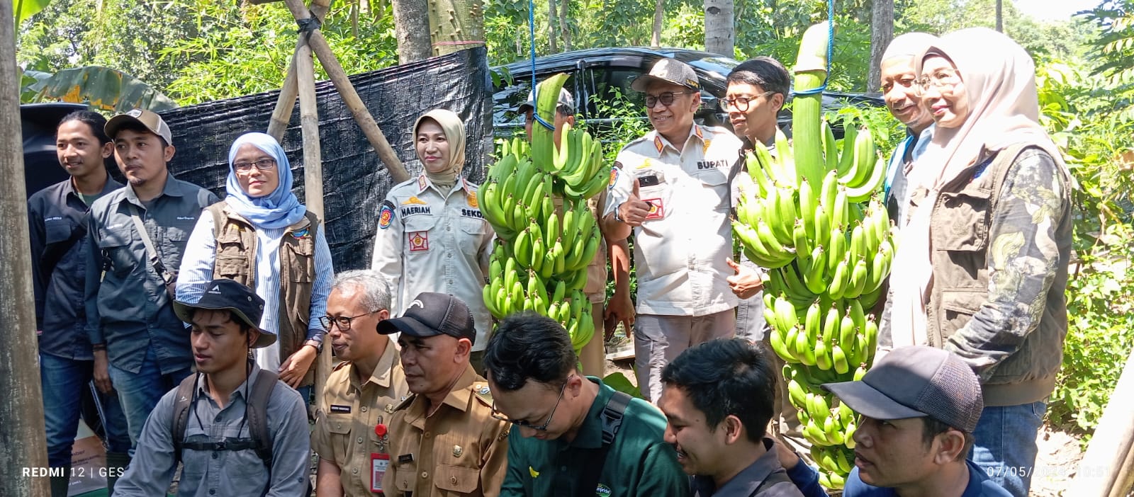 Bupati Bondowoso Panen Perdana Pisang Cavendis