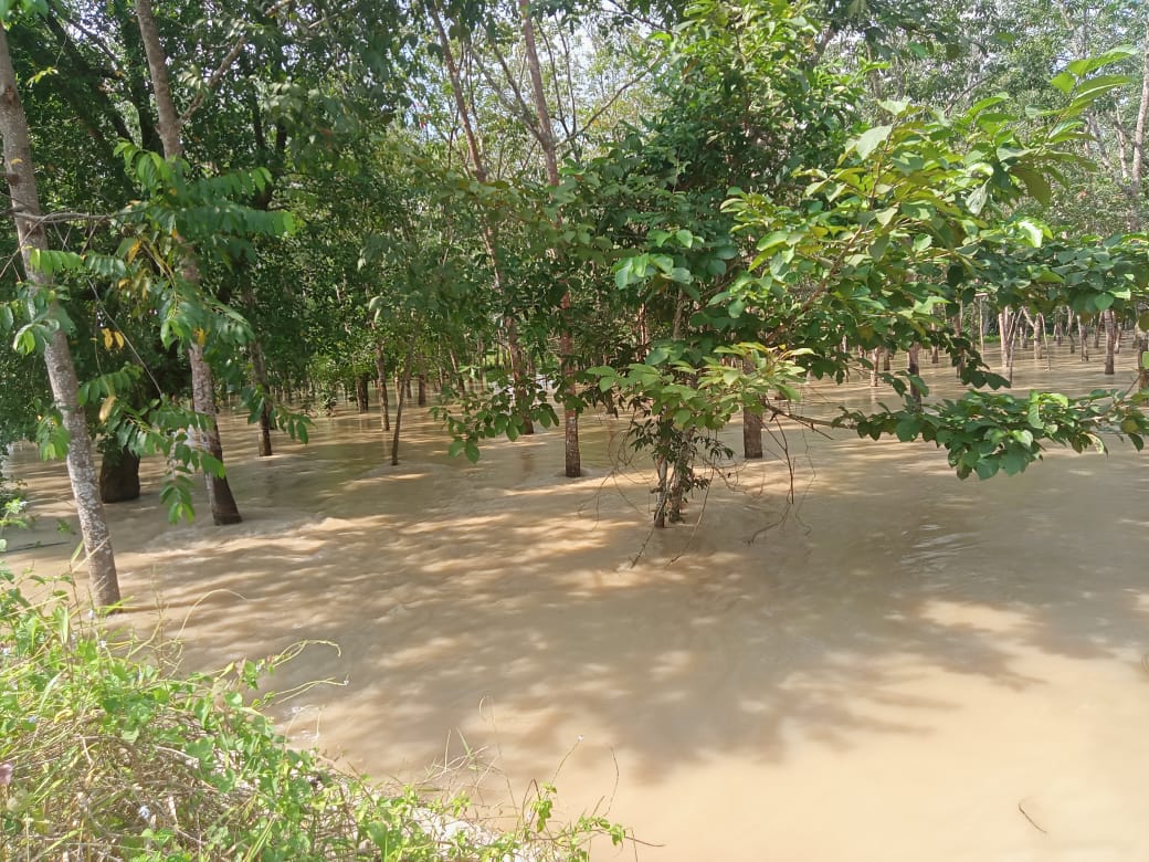 Petani Sawah Menjerit Dengan Kondisi Alam, Padi Sudah di Tanam Banjir Datang