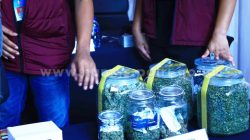 Lab Narkoba Terbongkar di Bali : 3 WNA Ditangkap, Ganja Hidroponik dan Mephedrone Disita