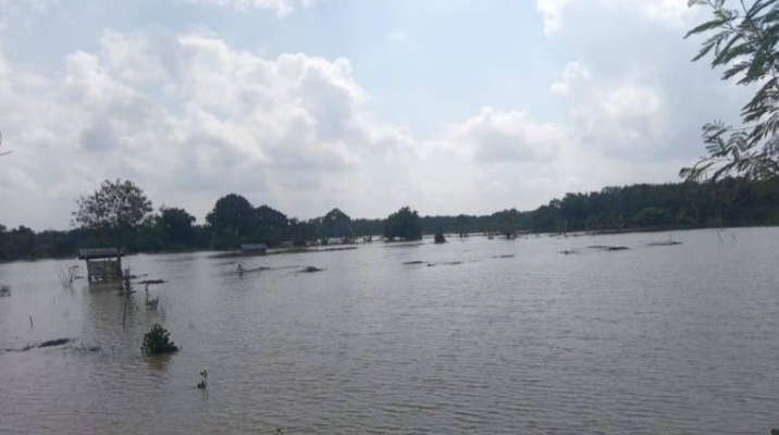 Petani Sawah Menjerit Dengan Kondisi Alam, Padi Sudah di Tanam Banjir Datang