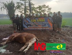 Berbagi Kebahagiaan Idul Adha 1445 H, LSM GMBI Distrik Madiun Raya Sembelih 1 Ekor Sapi