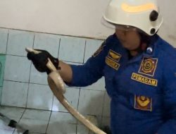 Geger Ular Cobra Ada di Dapur Warga 