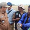 Burung Hantu Efektif Basmi Hama Tikus Sawah