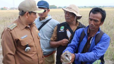 Burung Hantu Efektif Basmi Hama Tikus Sawah