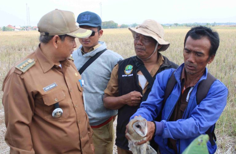 Burung Hantu Efektif Basmi Hama Tikus Sawah