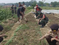 Koramil 09 Cibarusah Ubah Lahan Tidur jadi Lahan Produktif di Program Urban Farming