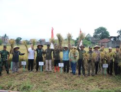 Dandim 0624/ Kab Bandung Panen Raya Padi di Wilayah Binaan Koramil Rancaekek