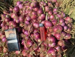 Upaya Optimalisasi Hasil Pertanian Bawang Merah Di Desa Lamongan Situbondo