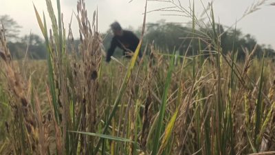 Ratusan Hektare Sawah di Cibarusah Mengalami Gagal Panen