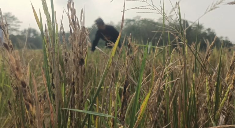 Ratusan Hektare Sawah di Cibarusah Mengalami Gagal Panen