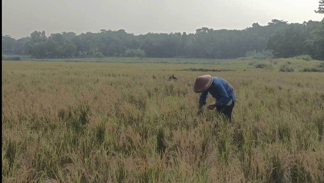 Ratusan Hektare Sawah di Cibarusah Mengalami Gagal Panen