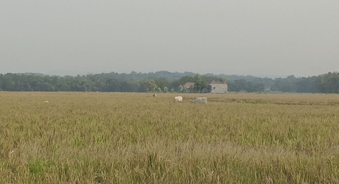 Ratusan Hektare Sawah di Cibarusah Mengalami Gagal Panen